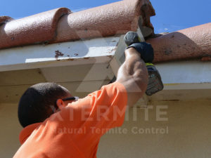 Xtermite Orange Oil Treatment