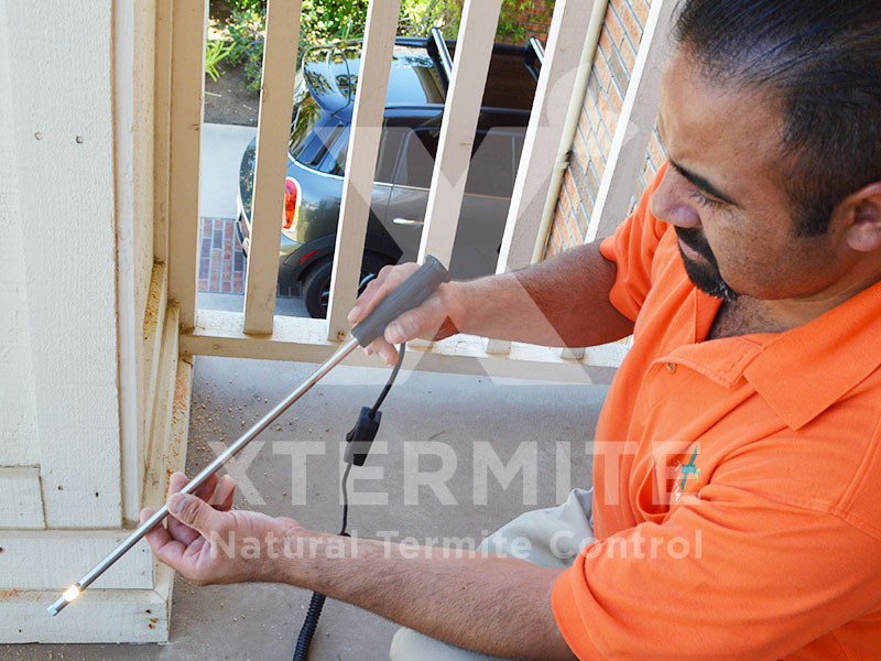 Xtermite Orange Oil Treatment