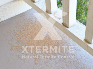 Xtermite Orange Oil Treatment