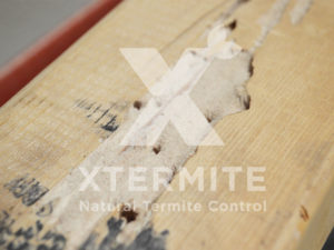 Xtermite Orange Oil Treatment