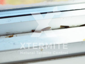 Xtermite Orange Oil Treatment