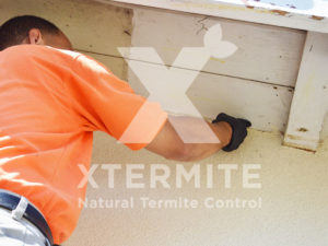 Xtermite Orange Oil Treatment