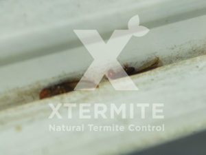 Xtermite Orange Oil Treatment