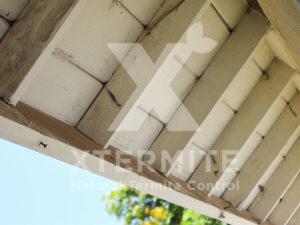Xtermite Orange Oil Treatment
