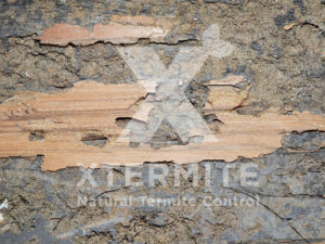 Xtermite Orange Oil Treatment