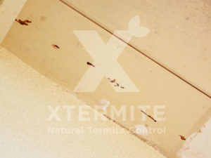 Xtermite Orange Oil Treatment